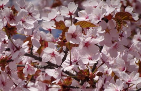 インプラント治療を旭川の中心部で行なっているエルム駅前歯科クリスタルです連休中、旭山公園に桜を見に行きました こちらはその中の1枚です