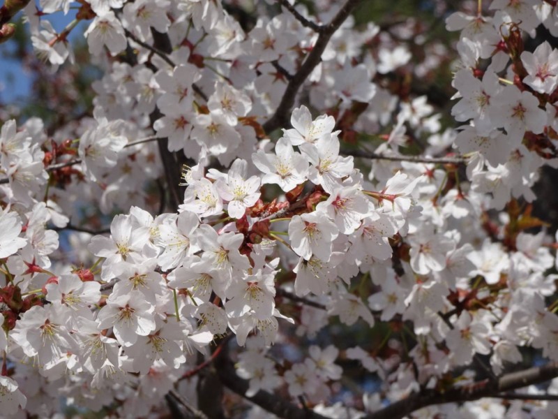 インプラント治療を旭川の中心部で行なっているエルム駅前歯科クリスタルです。インプラント治療をご希望の方はお問い合わせください。こちらは旭山公園の桜です！白っぽい桜ですね。ピンクも良いですが白っぽいのもステキです。 とても綺麗です！