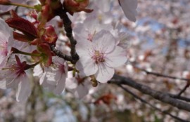 インプラント治療を旭川の中心部で行なっているエルム駅前歯科クリスタルです。インプラント治療をご希望の方はお問い合わせください。旭山公園の桜を見に行きました。とても綺麗ですよね