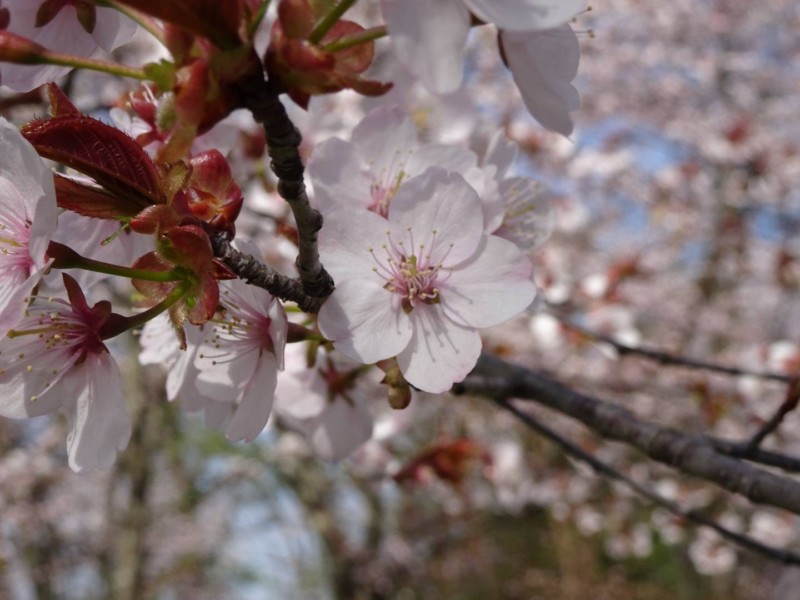 インプラント治療を旭川の中心部で行なっているエルム駅前歯科クリスタルです。インプラント治療をご希望の方はお問い合わせください。旭山公園の桜を見に行きました。とても綺麗ですよね