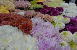 インプラント治療を旭川の中心部で行なっているエルム駅前歯科クリスタルです。インプラント治療をご希望の方はお問い合わせください。こちらは、Ashで開催している花の展覧会のお花です