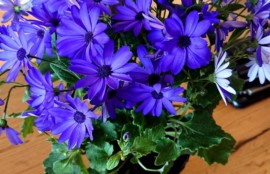 インプラント治療を旭川の中心部で行なっているエルム駅前歯科クリスタルです。インプラント治療をご希望の方はお問い合わせください。今、当院受付にはこちらのお花が飾ってあります。とても可愛いですよね。お花を見ると癒されます。