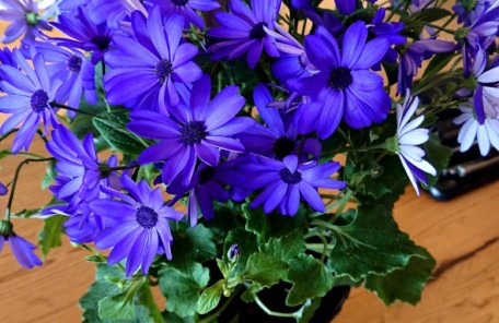 インプラント治療を旭川の中心部で行なっているエルム駅前歯科クリスタルです。インプラント治療をご希望の方はお問い合わせください。今、当院受付にはこちらのお花が飾ってあります。とても可愛いですよね。お花を見ると癒されます。