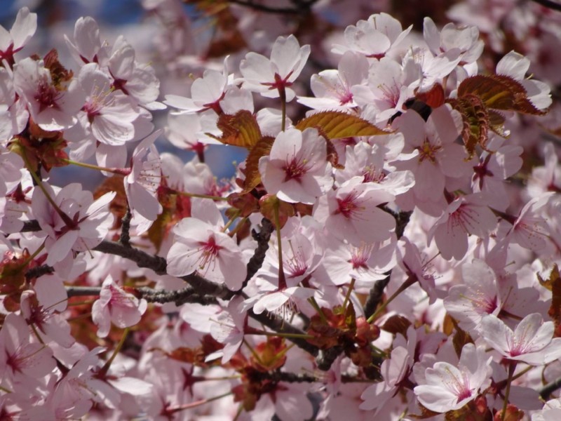 旭山公園の桜🌸